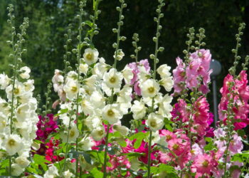 Essa plantinha calmante pode transformar sua saúde e seu jardim