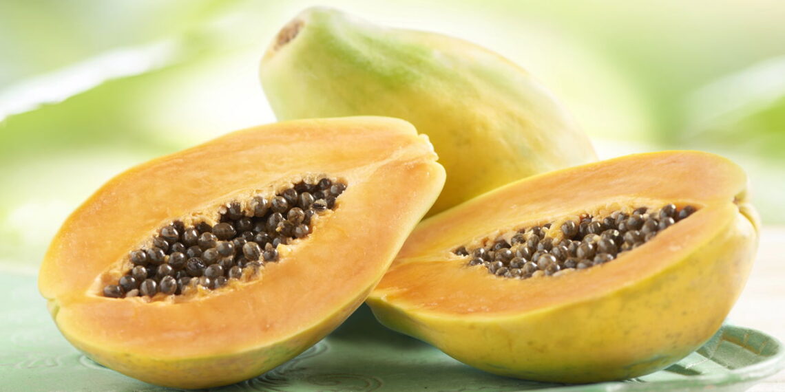 Este guia vai te fazer ter um cultivo fácil e rápido de mamão em seu quintal