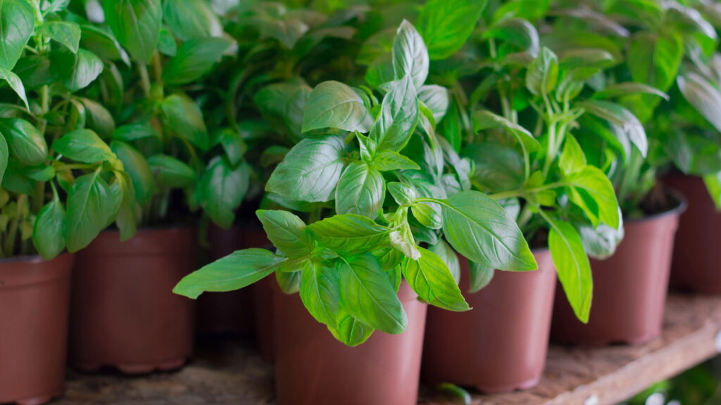 Folhas frescas que perfumam, protegem e ainda temperam sua comida.