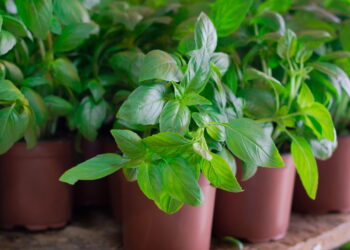 Como plantar manjericão e fazer ele durar o ano todo