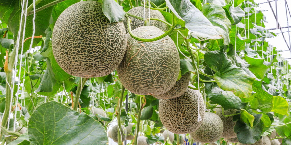 Essa fruta além de super saudável não oferece dificuldade para cultivar em casa!