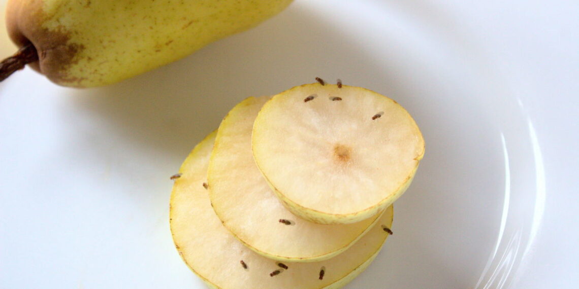 Como se livrar das moscas-da-fruta em sua casa de forma simples e natural