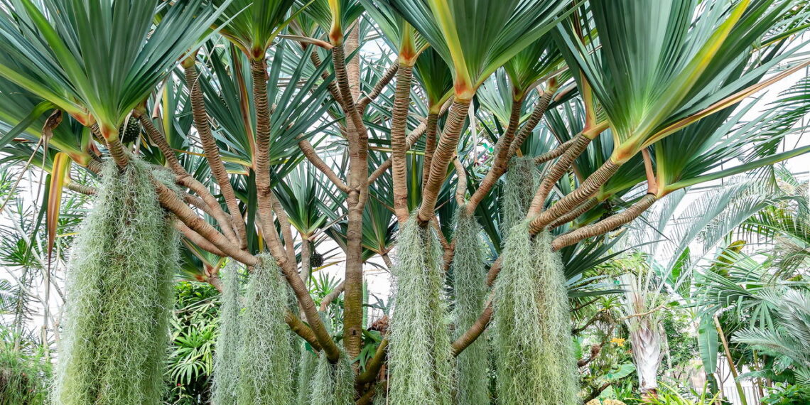 As 4 plantas mais resistentes ao vento para jardins abertos