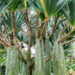 As 4 plantas mais resistentes ao vento para jardins abertos