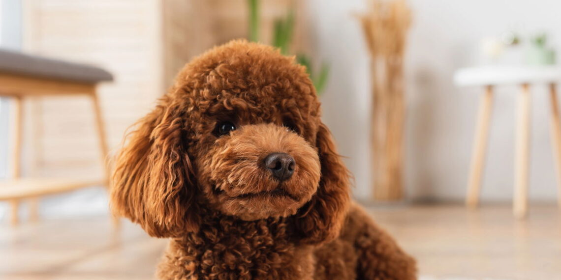Esses cães vivem mais de 10 anos e você nem imagina o motivo