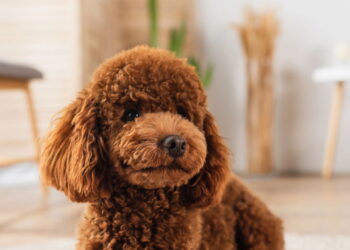 Esses cães vivem mais de 10 anos e você nem imagina o motivo