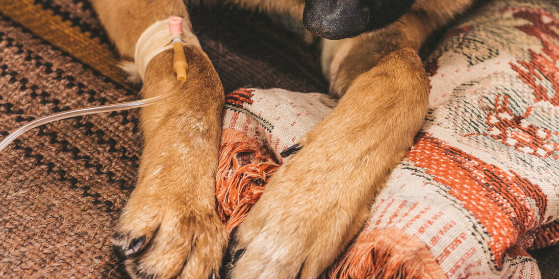 As raças de cães com mais doenças hereditárias e os cuidados necessários