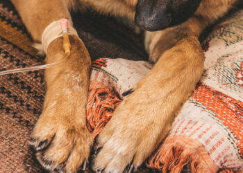 As raças de cães com mais doenças hereditárias e os cuidados necessários