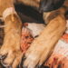 As raças de cães com mais doenças hereditárias e os cuidados necessários