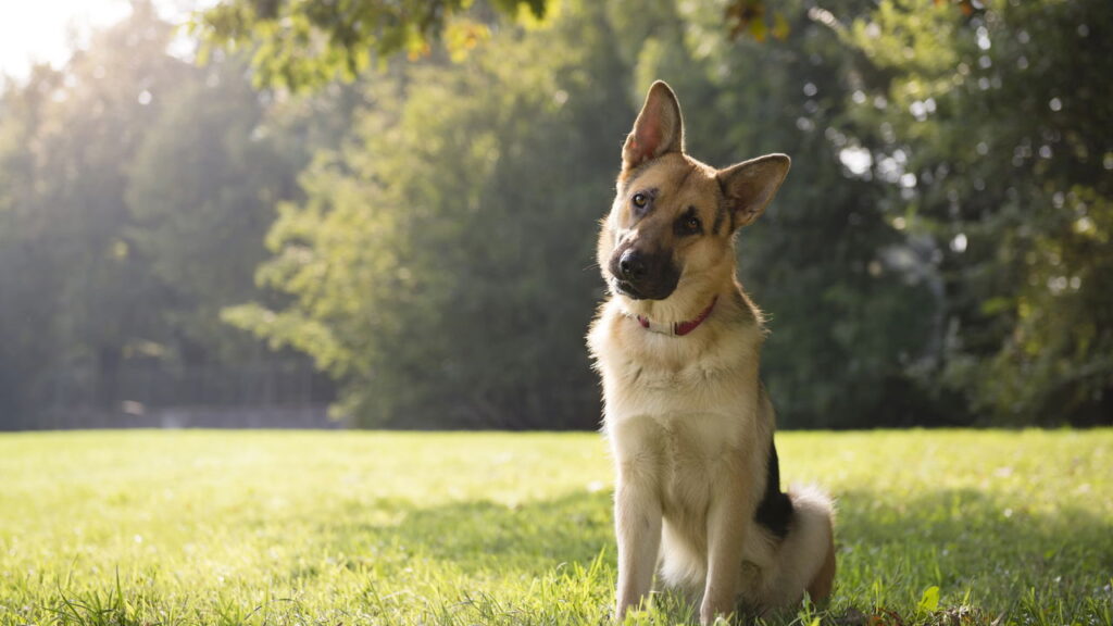 Estas raças de cachorro são fiéis como poucos imaginam