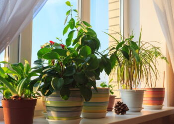 As 5 plantas ideais para quem tem pouco tempo e não precisa se preocupar!