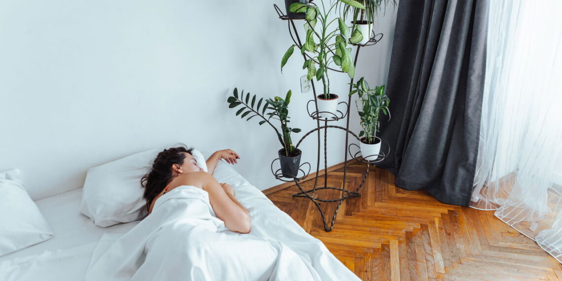 As 3 plantas que podem te ajudar a dormir melhor e acordar mais disposto!