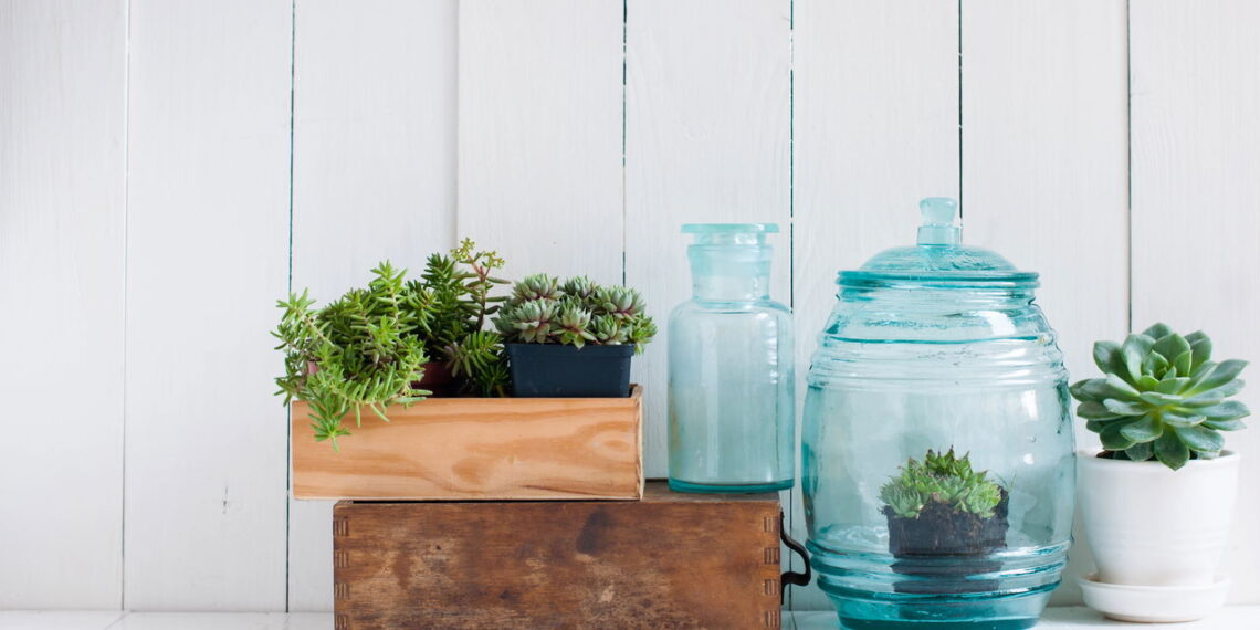 As 5 plantas medicinais que todo mundo deveria ter em casa