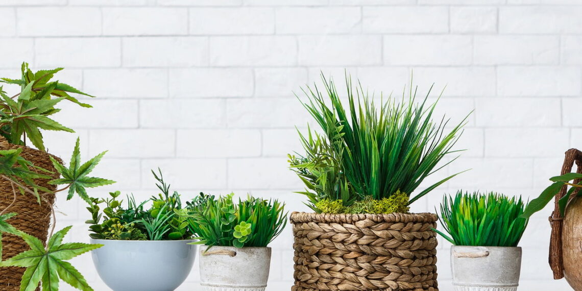 As 5 plantas tóxicas que podem estar na sua casa sem você saber