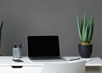 As 4 plantas perfeitas para o seu escritório ou ambiente de trabalho!