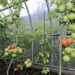 As 5 melhores plantas frutíferas ideais para cultivar dentro de casa!