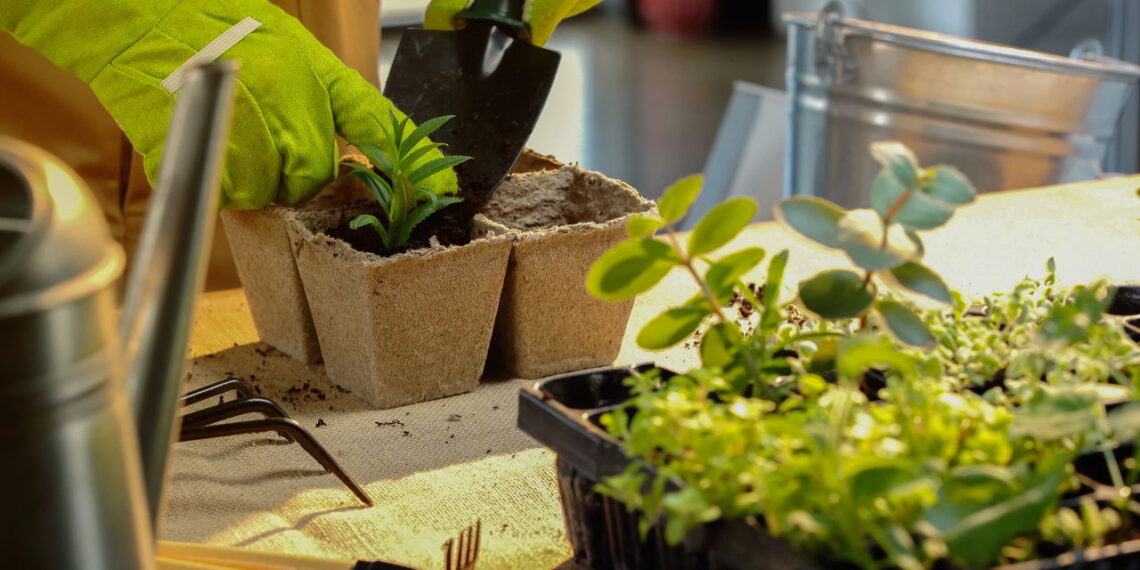 As 5 plantas que você pode usar tanto na comida quanto na decoração