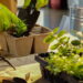 As 5 plantas que você pode usar tanto na comida quanto na decoração