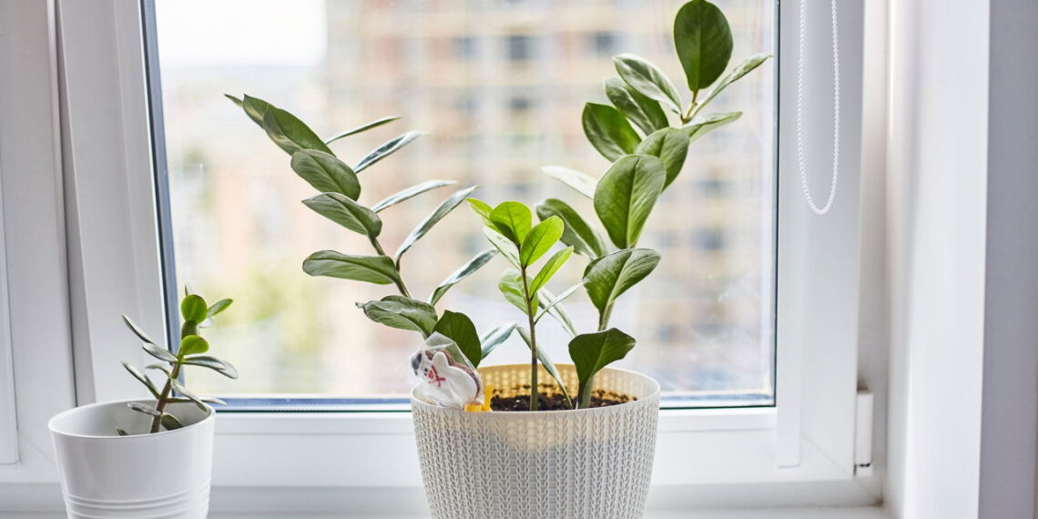 As 3 plantas que você pode cultivar para afastar insetos e mosquitos