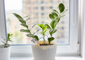As 3 plantas que você pode cultivar para afastar insetos e mosquitos