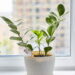 As 3 plantas que você pode cultivar para afastar insetos e mosquitos