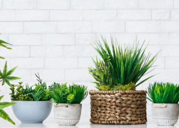 As 3 plantas que podem te ajudar a controlar a umidade e evitar mofo