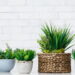 As 3 plantas que podem te ajudar a controlar a umidade e evitar mofo