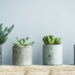 As 4 plantas comestíveis que você provavelmente já viu e não sabia