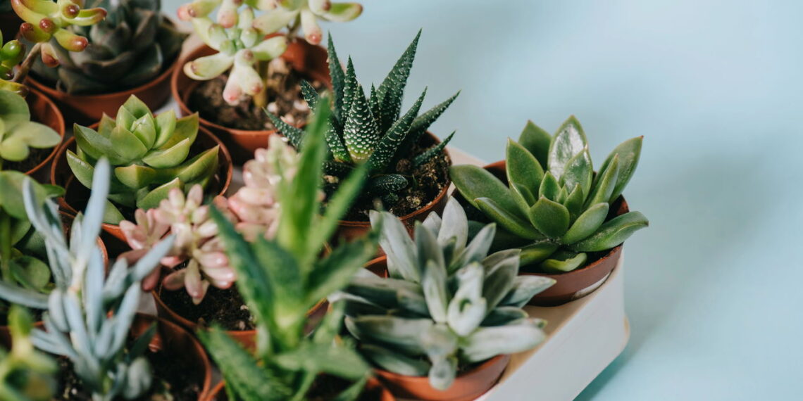 As 5 plantas que limpam as energias da sua casa de forma quase imediata!