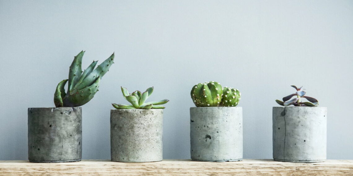 As 5 plantas perfeitas para quem tem pouco espaço e não precisa se preocupar!