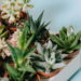 As 5 plantas que ajudam a reduzir a poluição sonora em casa!
