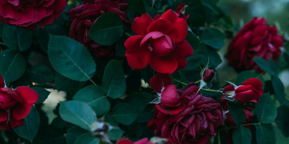 Esses métodos são infalíveis parar ter um jardim excepcional de rosas em casa!