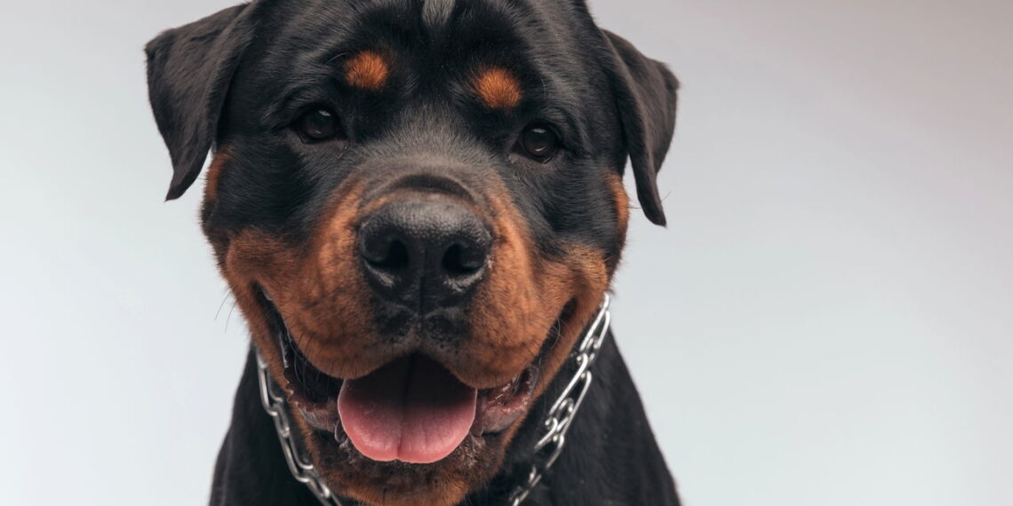 As 10 raças de cachorro mais queridas do Brasil em 2025