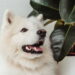 As 5 raças de cachorro mais caras do mundo em 2025