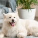 As 5 raças de cachorro mais caras do mundo em 2025