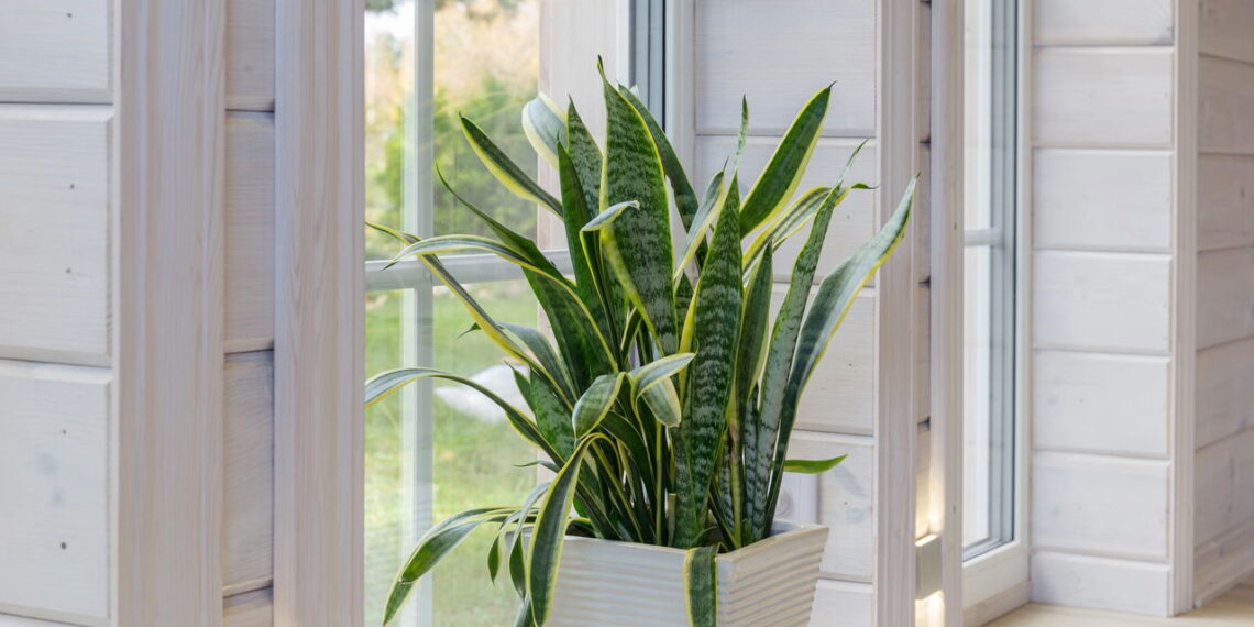 As 5 plantas tendência no Pinterest para decorar a sua casa
