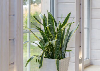 As 5 plantas tendência no Pinterest para decorar a sua casa