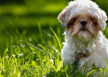 As melhores raças de cães calmos para apartamento em 2025