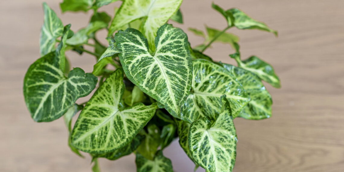 As 3 plantas perfeitas para propagar só com água