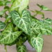 As 3 plantas perfeitas para propagar só com água