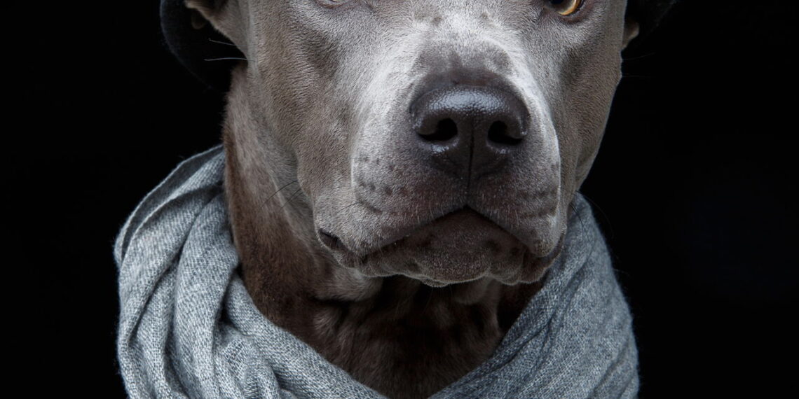 As 5 raças de cães mais raras e incríveis que você nunca viu