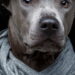 As 5 raças de cães mais raras e incríveis que você nunca viu