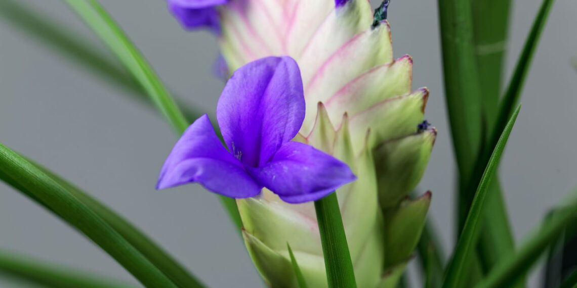 As 5 plantas mais exóticas para ter casa