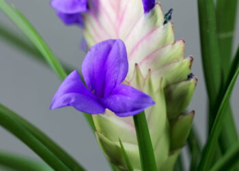 As 5 plantas mais exóticas para ter casa