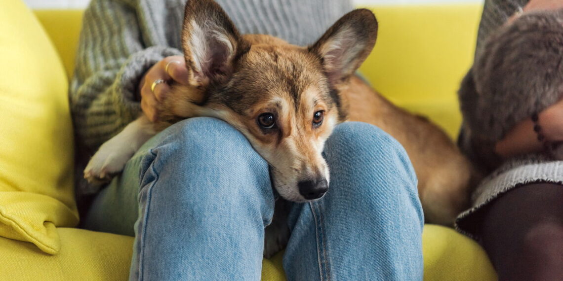 O poder dos pets que conquistam corações e transformam famílias em 2025