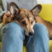 O poder dos pets que conquistam corações e transformam famílias em 2025