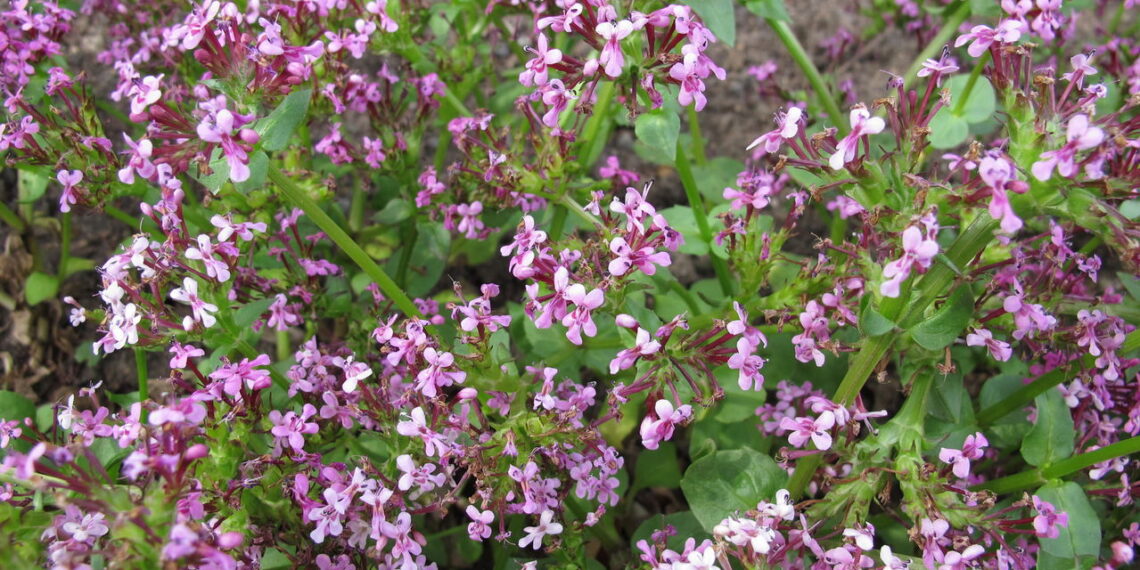 Aprenda a cultivar valeriana em casa e desfrutar dos seus benefícios medicinais