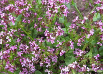 Aprenda a cultivar valeriana em casa e desfrutar dos seus benefícios medicinais