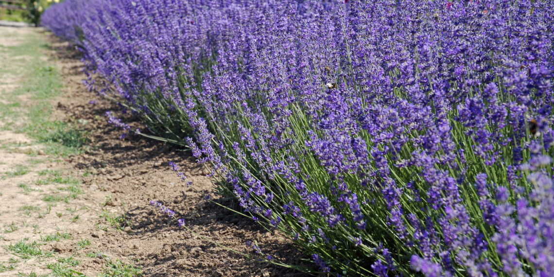 Essa flor encantadora conquista corações com sua beleza e sem dificuldade no cultivo!