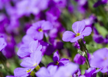Além de encantadora essa flor se adapta perfeitamente ao ambiente da sua casa!